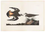by Havell of the Kildeer Plover by John James Audubon, color engraving, sold Jan 2014