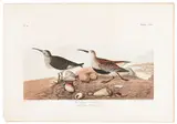 by Havell of the Red backed Sandpiper by John James Audubon, color engraving, sold Jan 2014