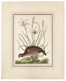 of the American Partridge by Mark Catesby, color engraving, sold Jan 2014