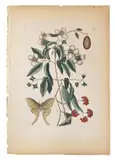 of the Philadelphus Flora Alba by Mark Catesby, color engraving, sold Jan 2014