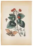 of the Caryophillus Purius by Mark Catesby, color engraving, sold Jan 2014