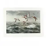 Rough Water - Canvasbacks by Maynard Reece, Offset lithograph in colors, sold Nov 2020