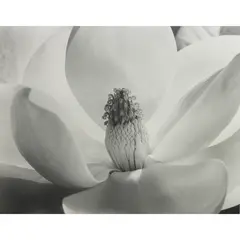Untitled by Imogen Cunningham, gelatin silver print, sold Jun 2026
