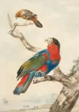 Un lori tricolore et un autre oiseau sur une branche près d'un littoral by Abraham Meertens, Aquarelle sur trait de crayon, sold Sep 2023