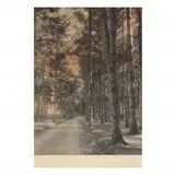 Pine Grove Drive by David Davidson, Hand-tinted photograph (mounted), sold Nov 2020