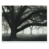 Oak Grove in Fog, Audubon Park, New Orleans by William Guion, Gelatin silver print, sold Oct 2020