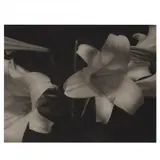 Lilies by E. F. Kitchen, Platinum palladium print, sold Oct 2020