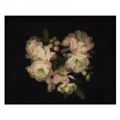 Quince by Robert Schultz, Archival pigment print, sold Oct 2020