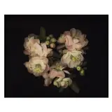 Quince by Robert Schultz, Archival pigment print, sold Oct 2020