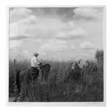 Cowboy and Steer by Byron Baldwin, Archival pigment print, sold Oct 2020