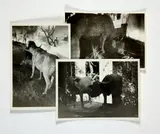 Bruxelles, 1958. by Marcel Broodthaers., Trois photographies originales prises à l’exposition universelle de 1958., sold May 2023