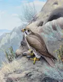 Prairie Falcon by Harry Adamson, 1946, oil on canvas laid on board, sold Nov 2024