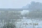 Marsh Mallards by Robert Bateman, 1985, oil on board, sold Nov 2024