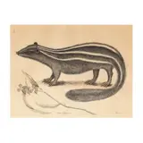 Pseudo Phalangium (Polecat) by Mark Catesby, Hand-colored engraving on laid paper, sold Oct 2020