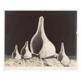 Four Shells by Imogen Cunningham, Gelatin silver print (mounted), sold Sep 2020