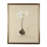 Amaryllis Princeps by Lynn Carden, Watercolor, sold Aug 2020