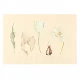 Tulipa by Lynn Carden, Watercolor and colored pencil on paper, sold Aug 2020
