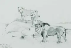 Lions on Rocks by Wilhelm Kuhnert, Graphite, sold Apr 2024