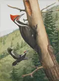 of a woodpecker by Earl Lincoln Poole, watercolor, sold Jan 2013