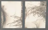 Nu en dyptique, circa 1930 by Manuel Álvarez Bravo, Tirage au palladium de l'auteur, sold Oct 2015