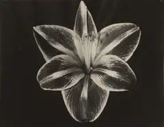 Amaryllis by Aenne Biermann, Um 1927, Vintage. Silbergelatineabzug, sold Nov 2013
