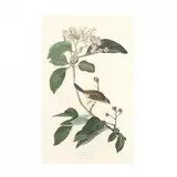 Bachman's Finch , Havell Edition by John James Audubon, Hand-colored engraving with etching and aquatint, sold Jun 2020