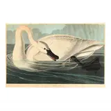 Trumpeter Swan , Havell Edition by John James Audubon, Hand-colored engraving with etching and aquatint, sold Jun 2020