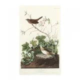 Lincoln Finch , Havell Edition by John James Audubon, Hand-colored engraving with etching and aquatint, sold Jun 2020