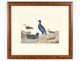 Birds by Alexander Wilson by Alexander Wilson, Color engraving, sold May 2022