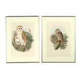 Two Prints of Owls by Gould and Richter, Hand-colored lithographs, sold Apr 2020
