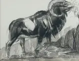Mouflon by Paul Jouve, Crayon, encre de chine et lavis d'encre de chine, sold Mar 2015