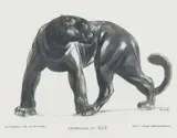 Panthère noire by Paul Jouve, Lithographie originale faite spécialement par l'artiste et jointe à l'invitation pour le v, sold Mar 2015
