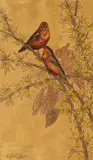 Couple de diamants mandarins dans les feuillages by Gaston Suisse, Pastel à l'huile sur fond or nuagé, sold May 2009