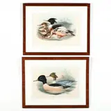 Two Waterfowl Lithographs by Gould and Richter, Hand-colored lithographs, sold Oct 2019