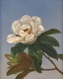 Fleur de magnolia by Johan Laurentz Jensen, Huile sur toile (Toile d'origine), sold Feb 2022