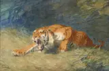 Tigre rugissant by Gustave Surand, Aquarelle sur trait de crayon,, sold Feb 2022