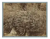 Fôret de Fontainebleau - Circa 1860 by Achille Quinet, Épreuve sur papier albuminé, contrecollée sur carton, sold Oct 2022