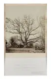 Angleterre, 1864 Great beech on manor hill - Height 100 feet - Circumference 21 feet - Probable age 450 years Queen Charlotte's oak - Height 65 feet - by James Sinclair & William Bambridge, Deux épreuves sur papier albuminé, contrecollées sur cartons, sold Oct 2022