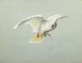 Cacatoes aux ailes déployées by Antoine Chazal, Gouache sur trait de crayon sur papier bleu, sold Sep 2022