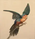 Perruche royale aux ailes déployées by Antoine Chazal, Aquarelle gouachée sur trait de crayon, sold Sep 2022