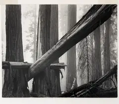 Fallen Sequoias by Bruce Barnbaum, gelatin silver print, sold Nov 2025