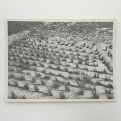 Untitled (Grasses) by Erwin Blumenfeld, c. 1920, gelatin silver print, sold Nov 2025