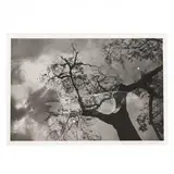 Untitled (from Cherry Blossom Time in Japan ) by Lee Friedlander, Gravure on paper, sold Jun 2019