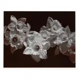 Daffodils by Caroline Vaughn, Gelatin silver print, sold Jun 2019
