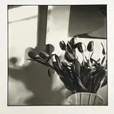 New Jersey Tulips by Bruce Cratsley, 1985, gelatin silver print, sold Mar 2026