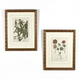 Two Botanical Prints from Phytanthoza Iconographia by Johann Wilhelm Weinmann, Hand-colored engravings on laid paper, sold May 2019