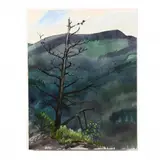 Old Pine Overlooking Linville Gorge by Philip Moose, Watercolor on paper, sold Feb 2019