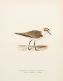 Charadrius Pluvialis y Charadrius Alexandrinus by Ferdinand von Wright, 1868, Pareja de grabados cromolitografiados (dos), sold Jun 2026