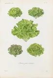 Plantes pour salades by François Hérincq, 1857, Tres grabados cromolitografiados (tres), sold Sep 2025