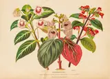 Gesneriáceas Orchidaceas by Juan Vilanova y Piera, Pareja de grabados cromolitografiados, sold Mar 2024